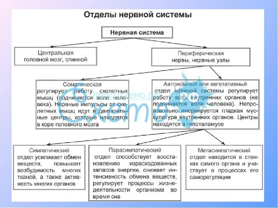 Общий план строения нервной системы основные элементы и возрастные особенности нервной системы