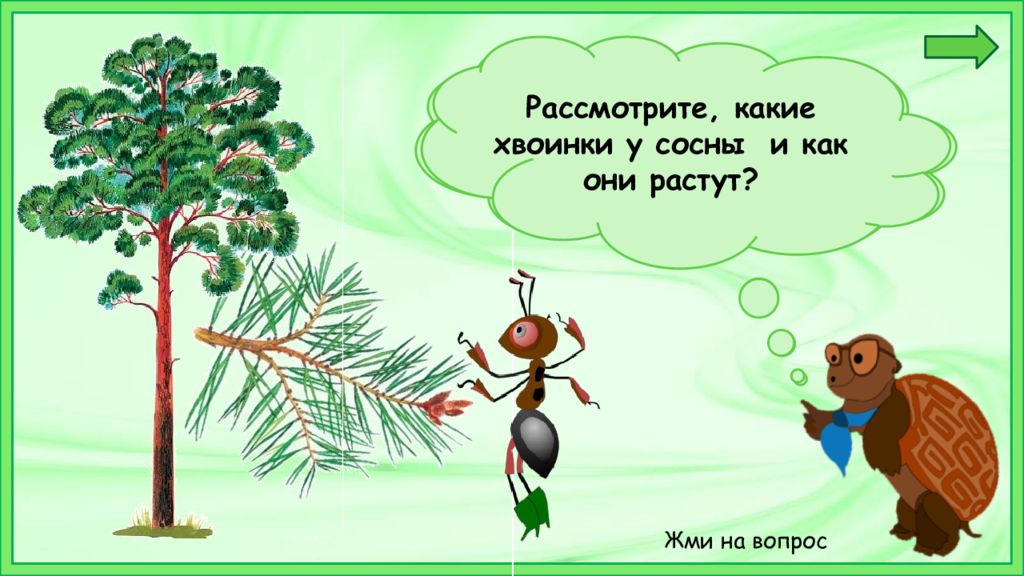 Что такое хвоинки 1 класс окружающий мир. Хвоинки сосны на ощупь. Что делает Хвоинка. Окр мир 1 кл что такое хвоинки.