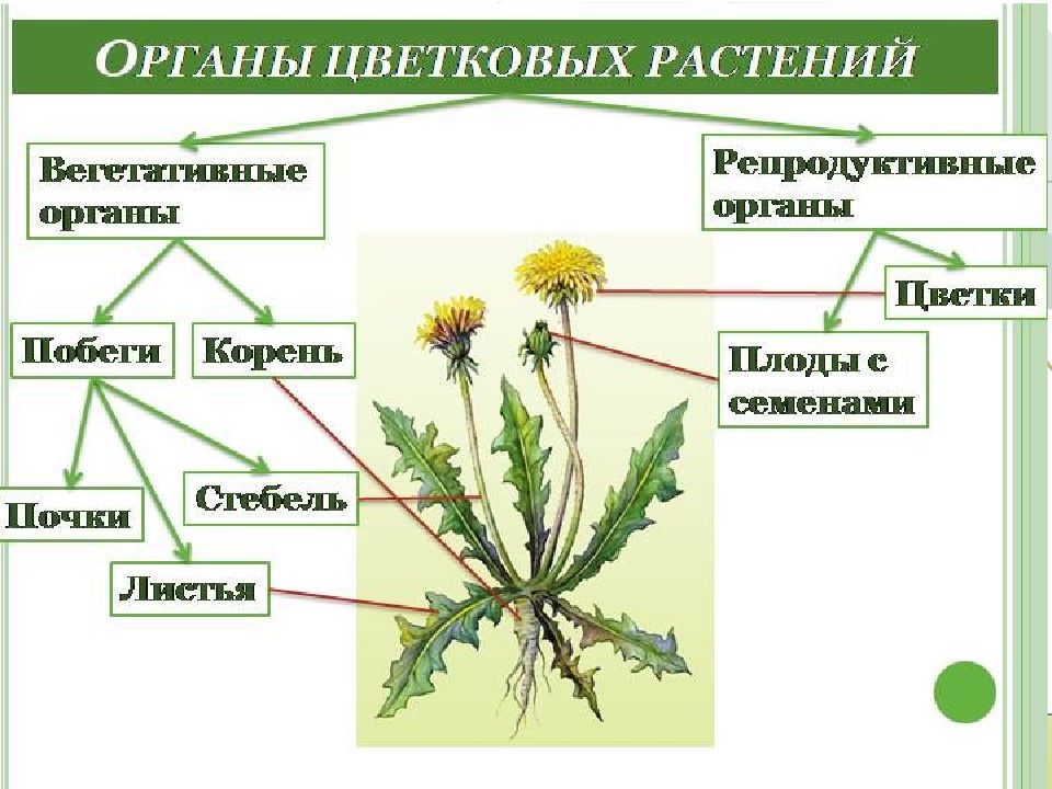 Строение семени
