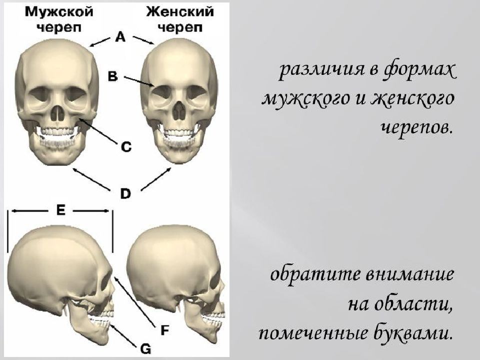 Формы черепа у мужчин. Различия в строении черепа. Форма человеческого черепа.