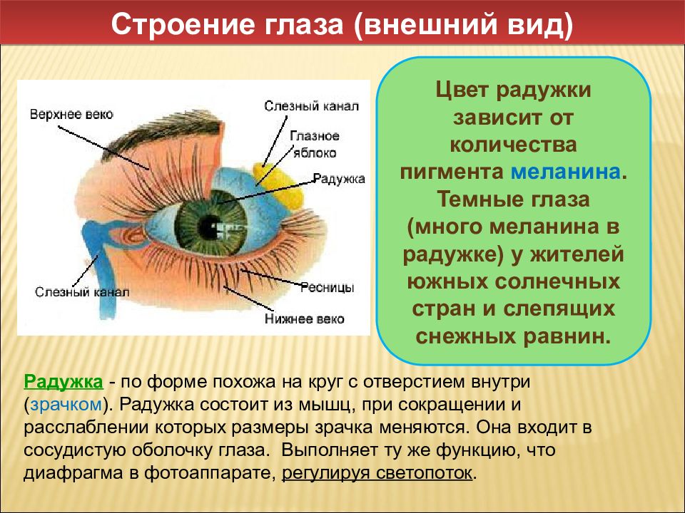 Радужка является частью оболочки глаза