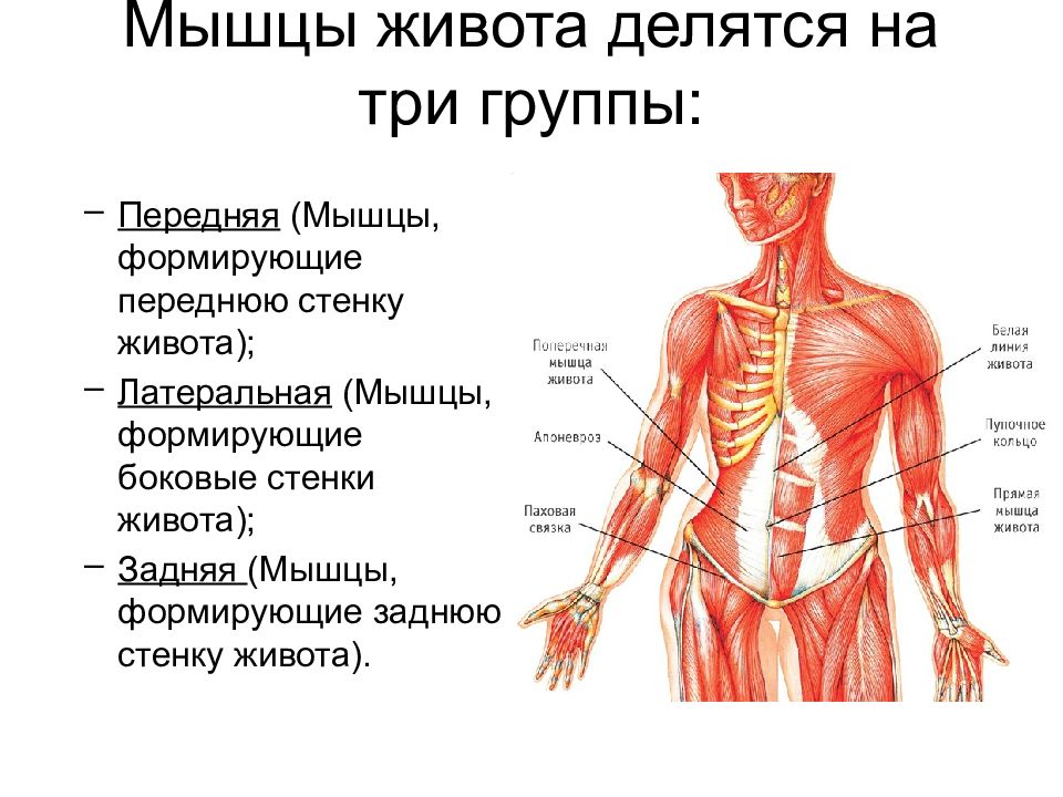 Мышцы стенок живота. Передняя латеральная группа мышц живота. Мышцы передней стенки живота функции. Мышцы боковой стенки живота анатомия. Функции мышц передней-боковой поверхности живота.