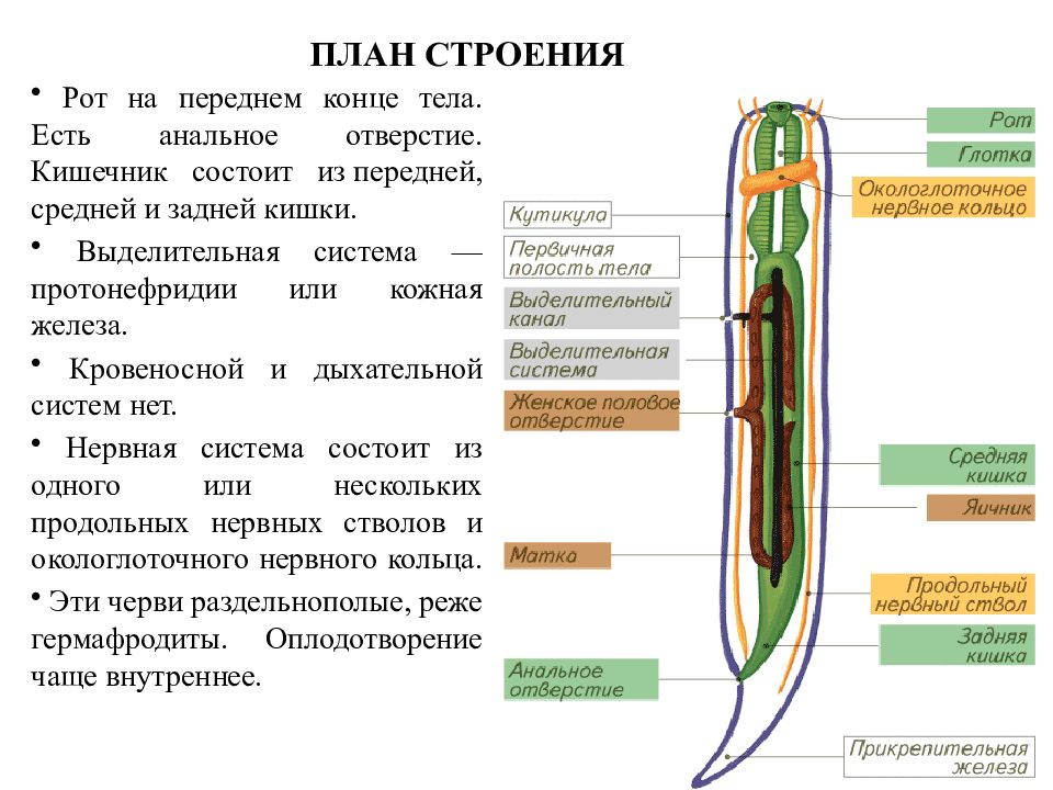 Протонефридии это у червей. Протонефридии у круглых червей. Анальное отверстие это выделительная система?. Протонефридии у плоских червей. Кожные железы протонефридии.