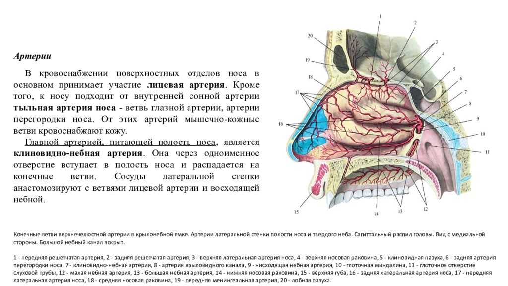 Задняя стенка носа. Кровоснабжение полости носа артерии. Полость носа кровоснабжается ветвями:. Кровоснабжение задних отделов носа. Кровоснабжение нижней носовой раковины.