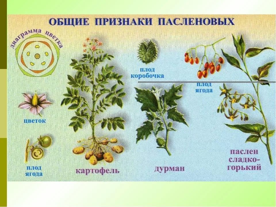 Сладкая трава 1 класс презентация