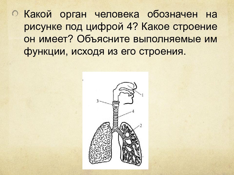 Назовите органы обозначенные на рисунке. Какой орган человека обозначен на рисунке цифрой 4. Строение орган человека обозначен на рисунке. Какие органы человека обозначены на рисунке под цифрами. Какая структура обозначена на рисунке цифрой 4.