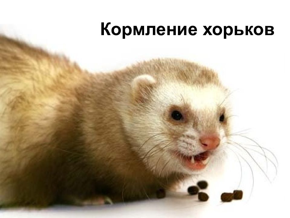 Кормление хорьков
