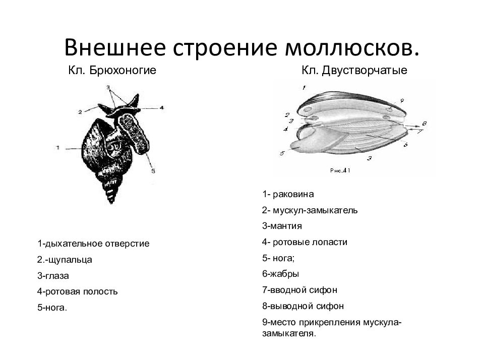 Лабораторная работа внешнее строение моллюска