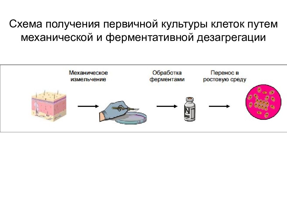 Общая схема получения культуры тканей не включает стадию