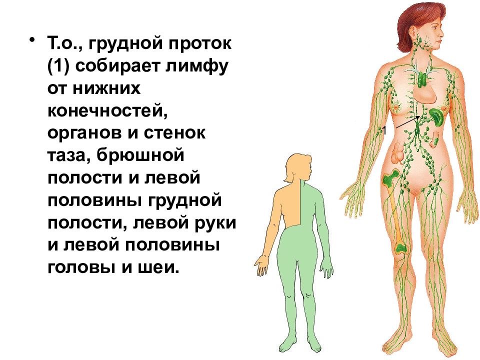 Презентация лимфатическая система иммунная система