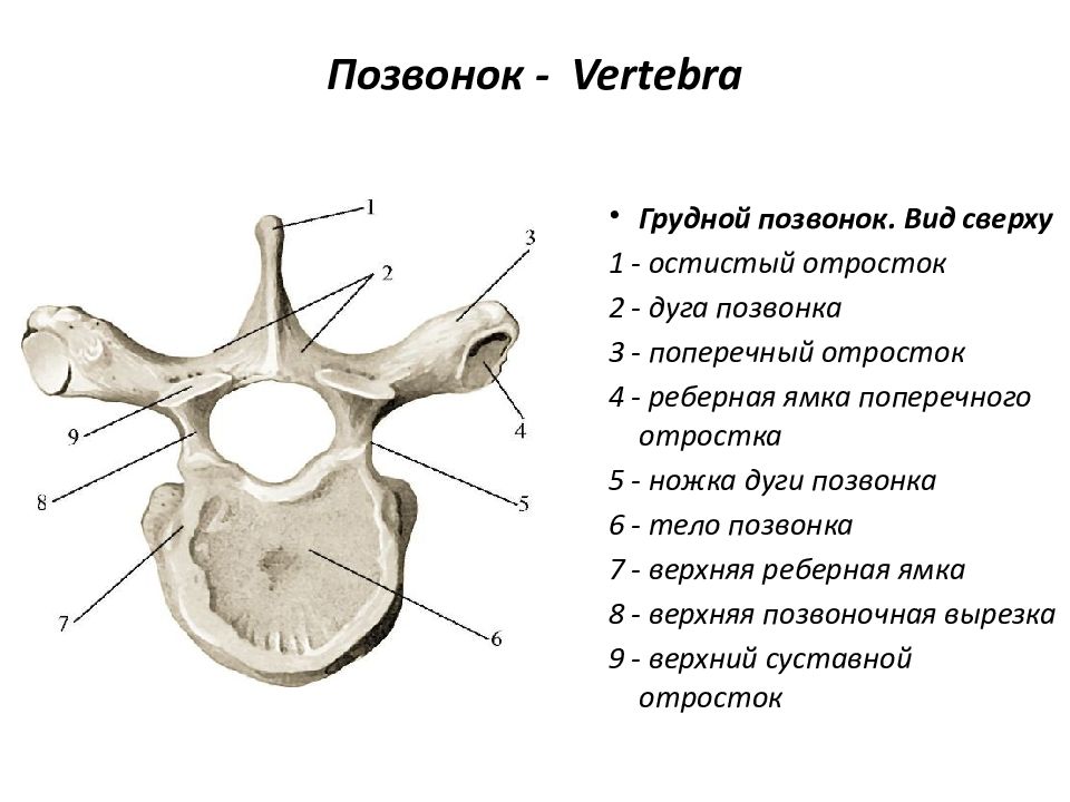 Грудные позвонки. Позвонок тело дуга отростки. Верхний суставной отросток позвонка. Поперечный отросток дуга позвонка. Билич позвонок поясничный.