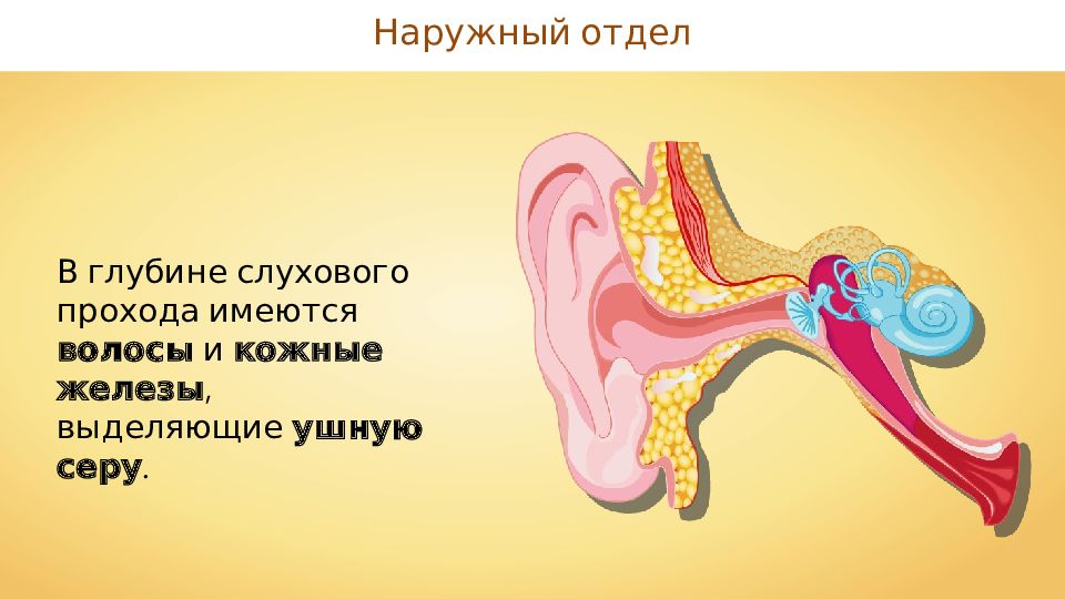 Слуховой анализатор презентация пименов