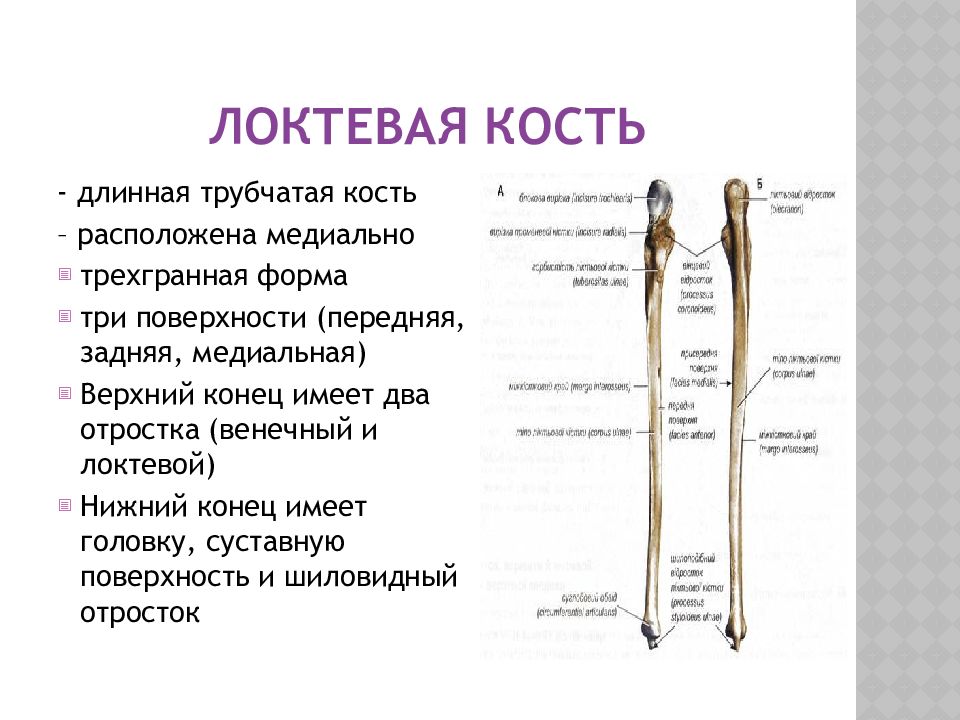 Локтевой отросток локтевой кости