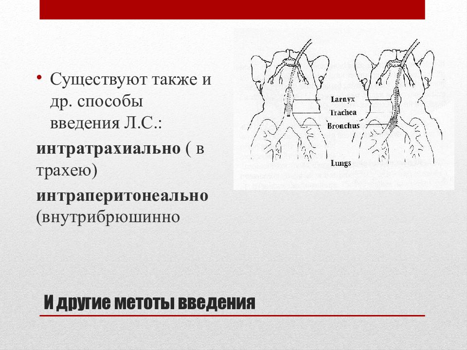 Метод введено найдено. Методы введения лекарственных средств животным. Буккальный метод введения лекарств. Двухмоментный способ введения препарата. Введение препарата в легкие методы.