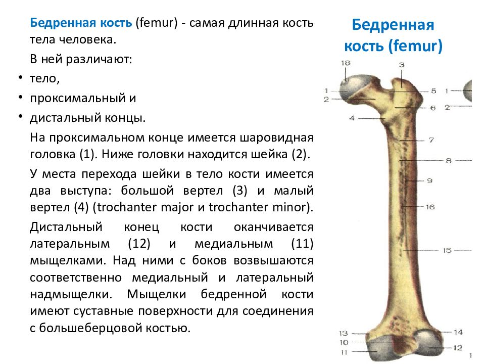 Большой вертел бедренной кости