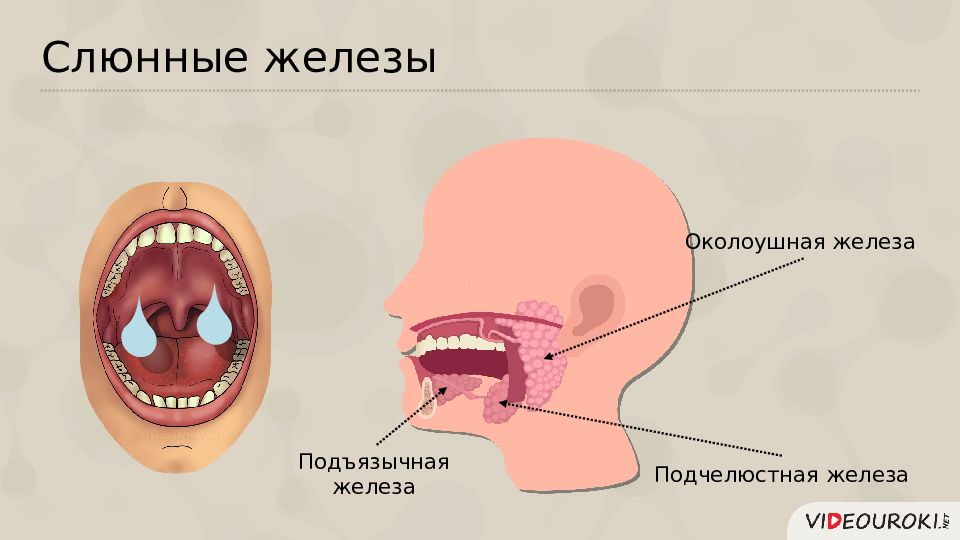 Три пары желез. Слюнные железы анатомия схема. Схема расположения слюнных желез. Слюнные железы расположение. Местоположение слюнных желез.