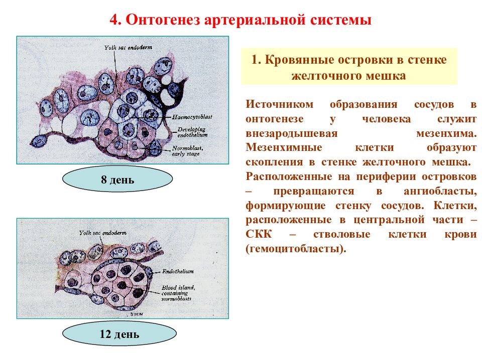 Развитие сердечно сосудистой системы. Онтогенез сердечно-сосудистой системы. Онтогенез кровеносной системы. Развитие сердечно сосудистой системы в онтогенезе. Развитие сердечно-сосудистой системы в онтогенезе человека.