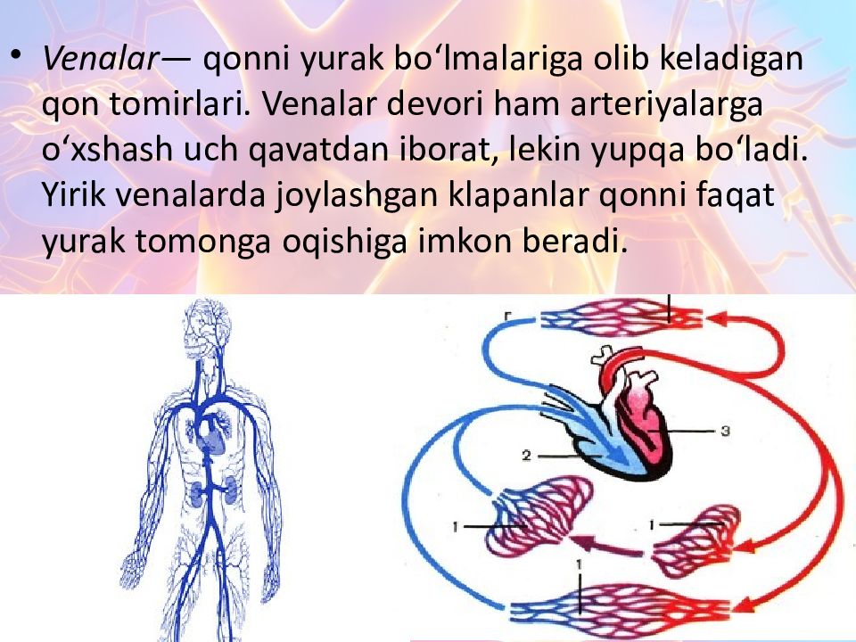 Katta va kichik qon aylanish doirasi Katta va kichik qon aylanish doirasi