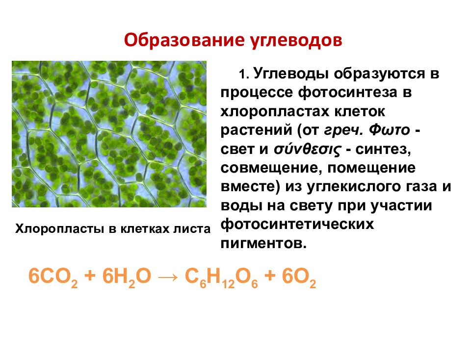 Свет синтез. Углеводы образуют клеточные стенки. Процесс образования углеводов в растительной клетке. Образование углерода. Углеводы в клетках растений.
