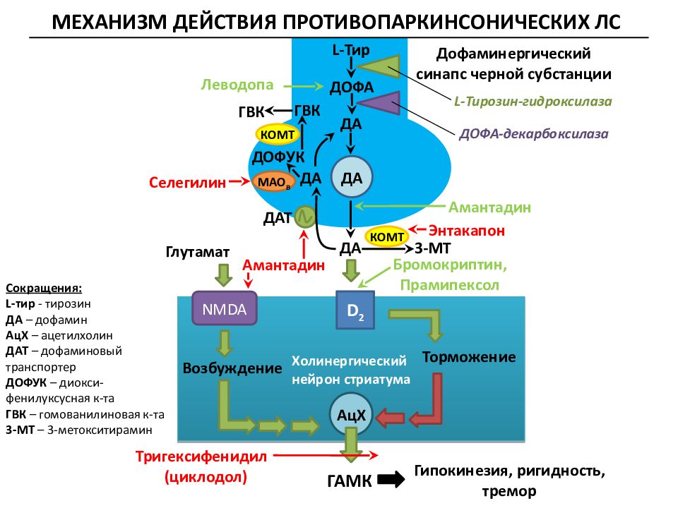 Механизм действия. Противопаркинсонические препараты механизм действия. Механизм действия противопаркинсонических средств схема. Схема механизма действия противопаркинсонических препаратов. Механизм действия противопаркинсонических средств фармакология.