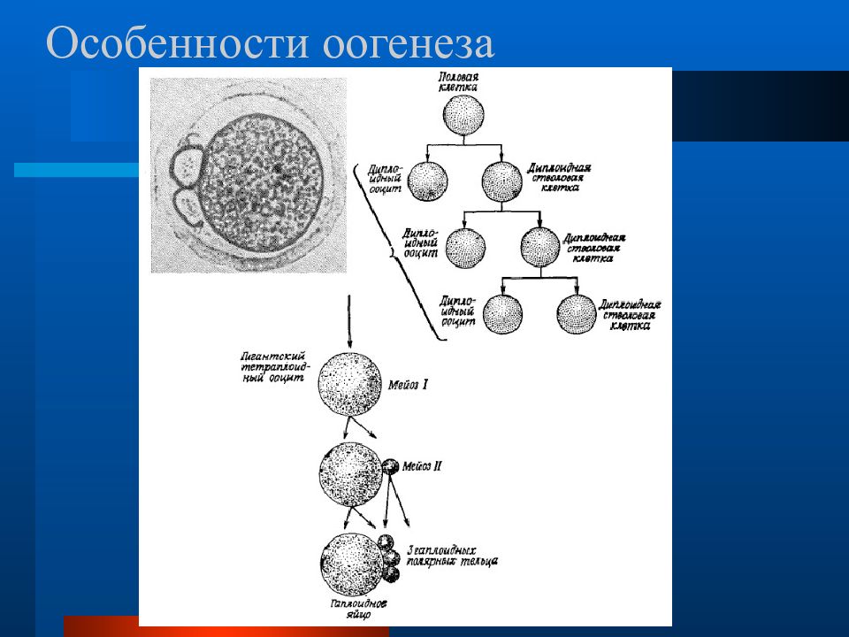 Оогенез. Стадии оогенеза. Оогенез у человека. Особенности оогенеза.