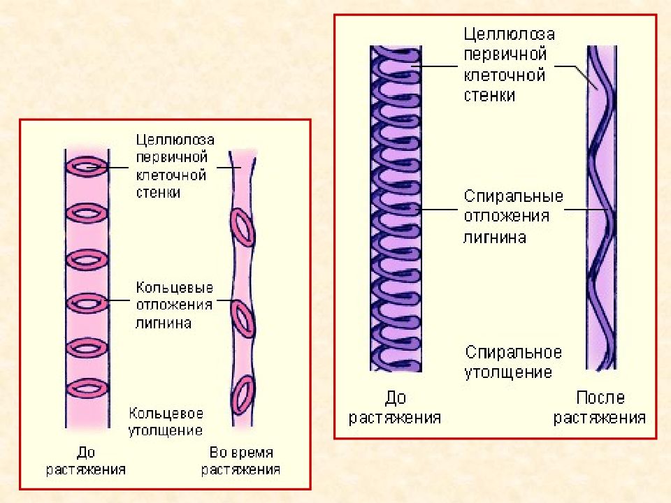 Строение проводя. Ксилема клеточная стенка. Проводящие элементы ксилемы. Типы сосудов проводящих тканей. Основные проводящие элементы ксилемы.