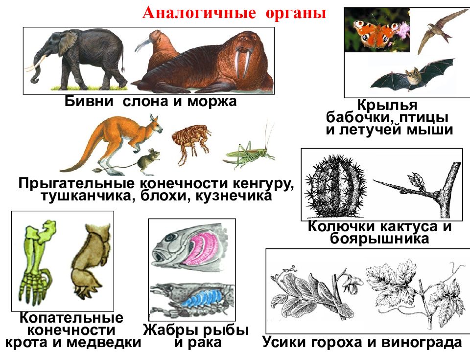 Расположите картинки по сходству гомологичные органы аналогичные органы