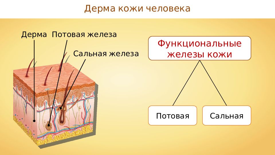 Кожный покров человека. Кожа и ее производные рисунок. Кожа и ее производные презентация. Площадь кожного Покрова человека. Производные кожи волосы ногти.