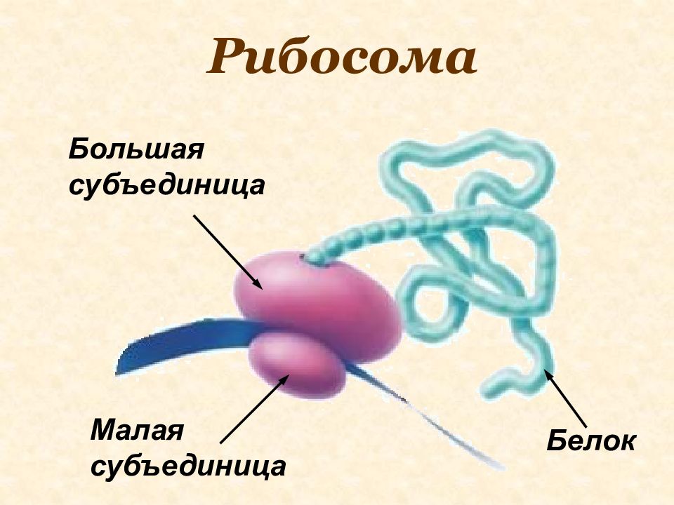 Рибосома гистология. Строение субъединиц рибосом. Рибосома малая и большая субъединица. Строение малой субъединицы рибосом. Большая субъединица рибосомы.