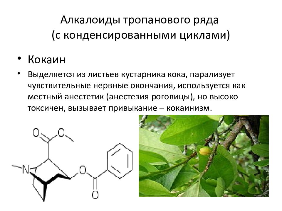 Алкалоид в чайных листьях. Алкалоиды тропанового ряда. Алкалоиды лекарственные растения. Тропановые алкалоиды формулы. Алкалоиды структура.