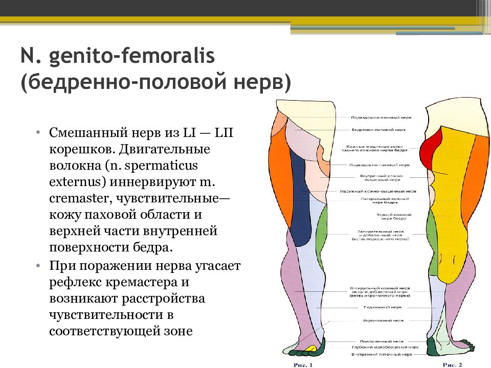 Бедренный нерв. Бедренно-полового нерва. Бедренно-половой нерв иннервирует. Смешанный нерв. Ход бедренно полового нерва.