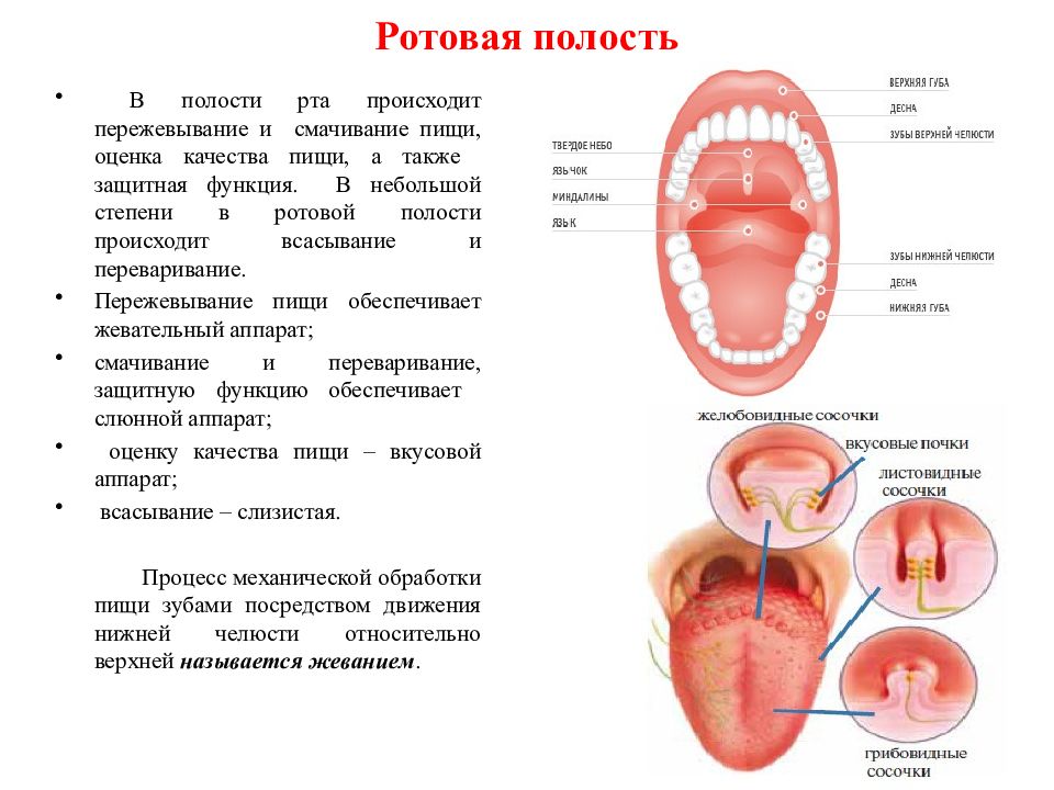 В ротовой полости происходит