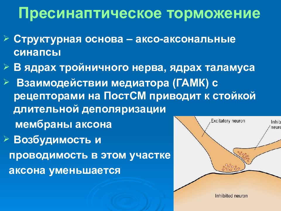 Структурная основа. Пресинаптическое пресинаптическое торможение. Пресинаптическое и постсинаптическое торможение физиология. Пресинаптическое и постсинаптическое торможение в ЦНС. Пресинаптическое торможение медиаторы.