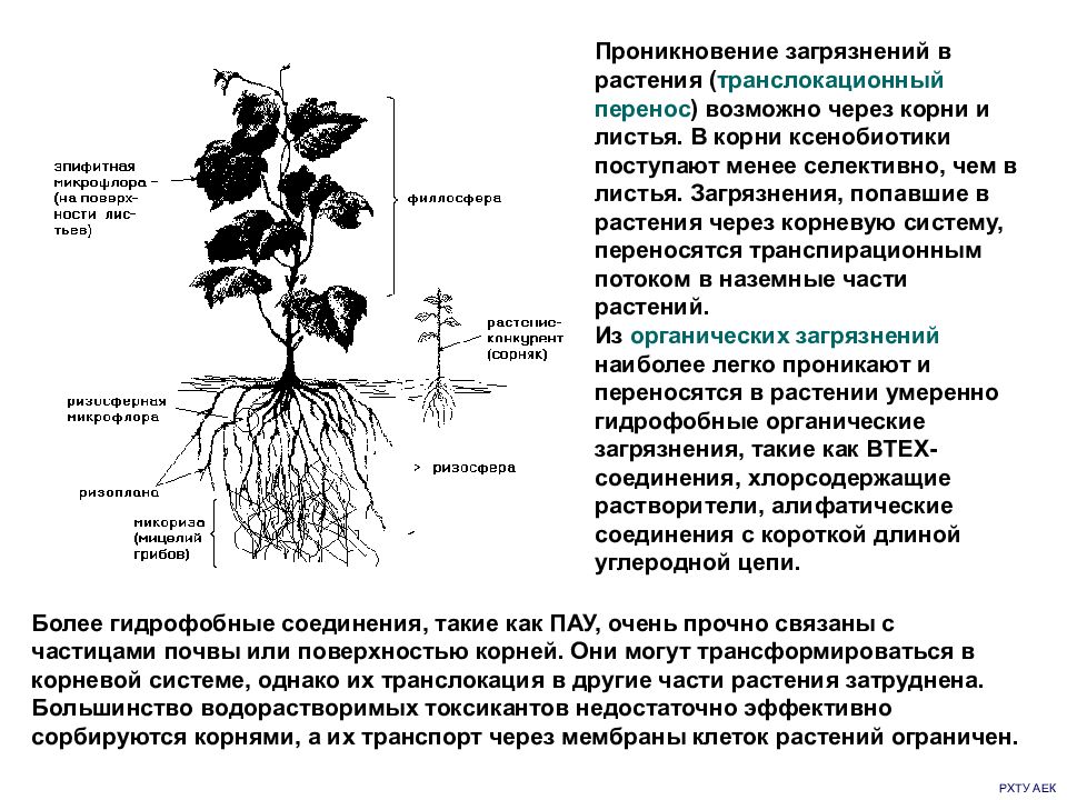 Корни растений тест. Проникновение в растение. Через корни растение. Фиторемедиация используемые растения. Загрязнение почвы ксенобиотиками.