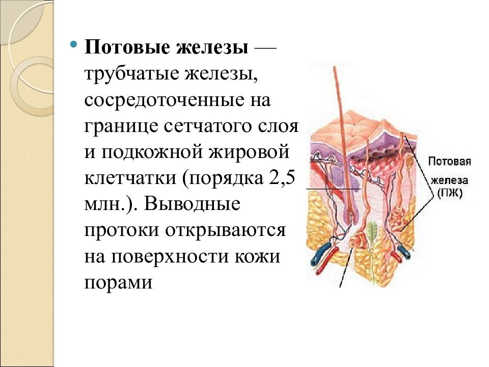 Система покровных органов человека функции. Биология 8 класс кожа наружный покровный орган. Кожа наружный покровный орган 8 класс презентация. Строение трубчатой железы.