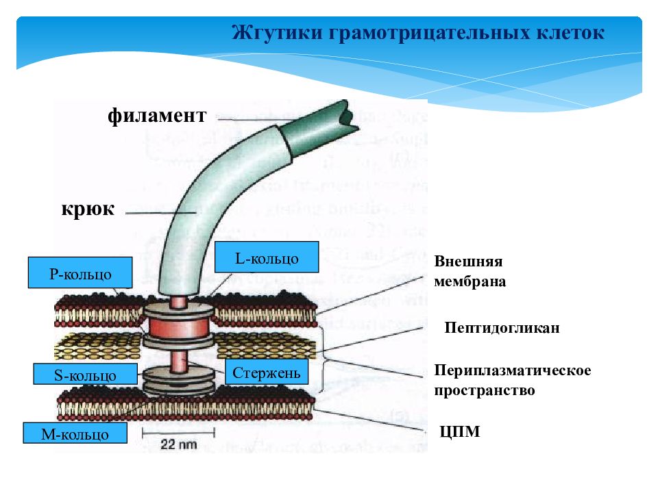 Жгутиковая бактерия фото