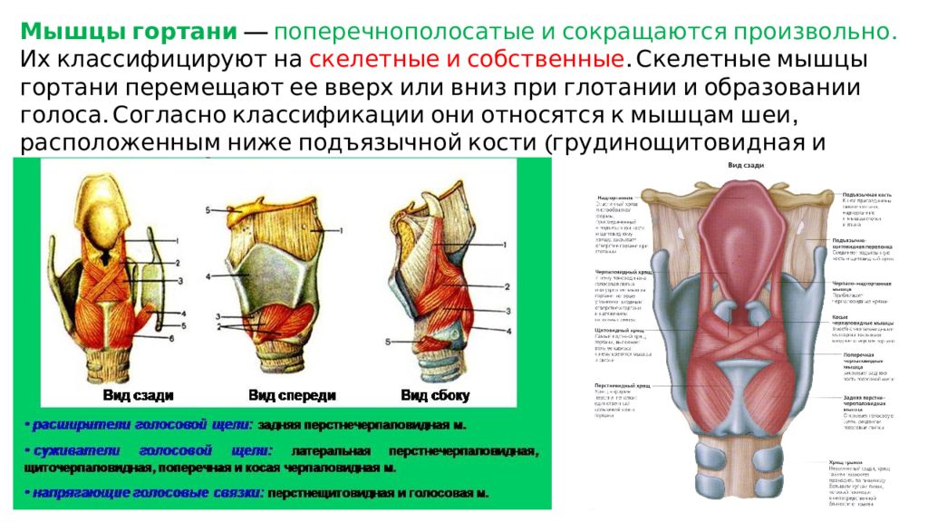 Мышцы горла. Мышцы гортани вид сбоку. Гортань мышцы анатомия строения. Мышцы гортани схема анатомия. Внутренние мышцы гортани таблица.