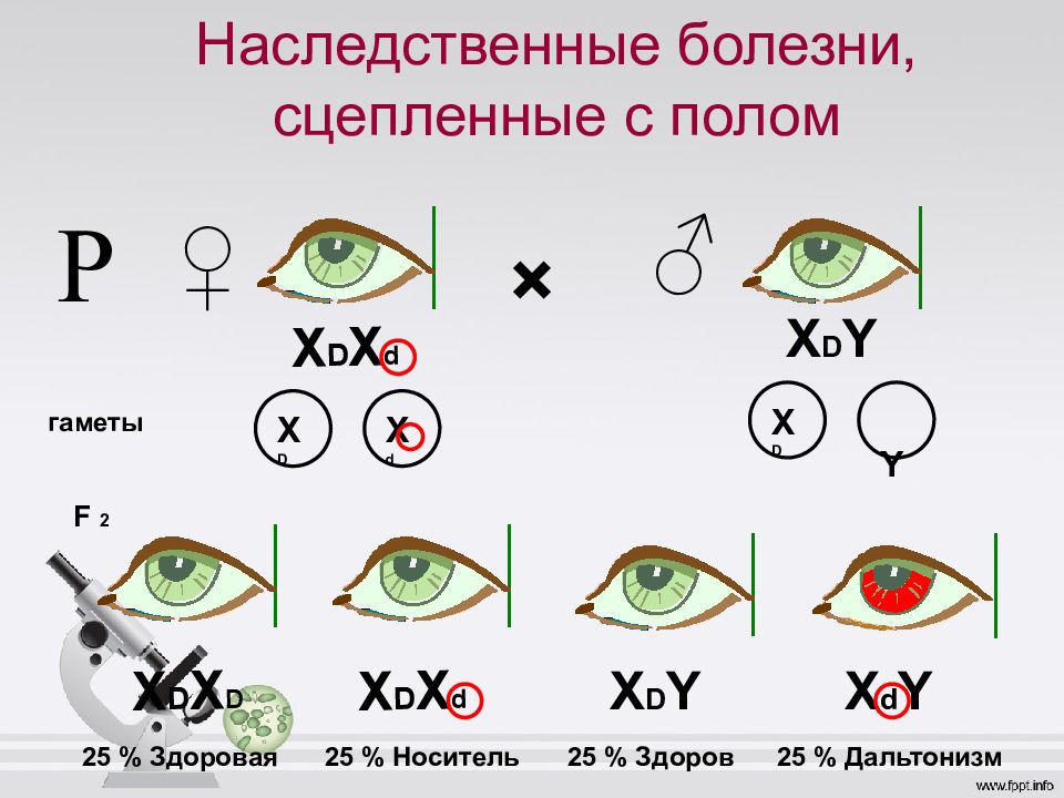 Генетика пола и наследование сцепленное с полом 10 класс презентация