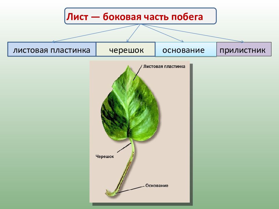 4 части листа. Лист часть побега. Лист боковая часть побега. Строение побега и листа. Лист боковой орган растения.