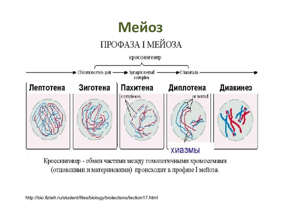 Спирализация хромосом конъюгация. Профаза 1 лептотена. Мейоз 1 лептотена зиготена пахитена. Стадии профазы 1 мейоза. Профаза 1 мейоза лептотена.