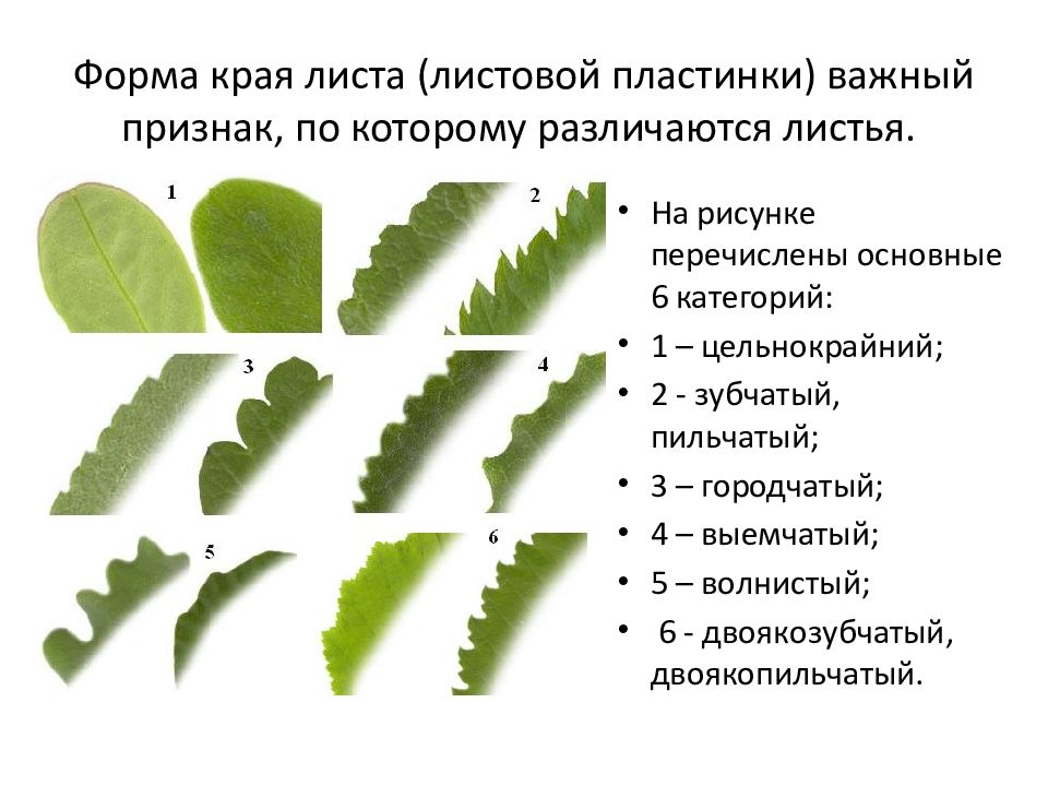 Какой вид листа. Городчатый край листа. Формы простых листьев с цельной листовой пластинкой. Типы расчленения листовой пластинки простого листа. Зубчатый и пильчатый край листа.