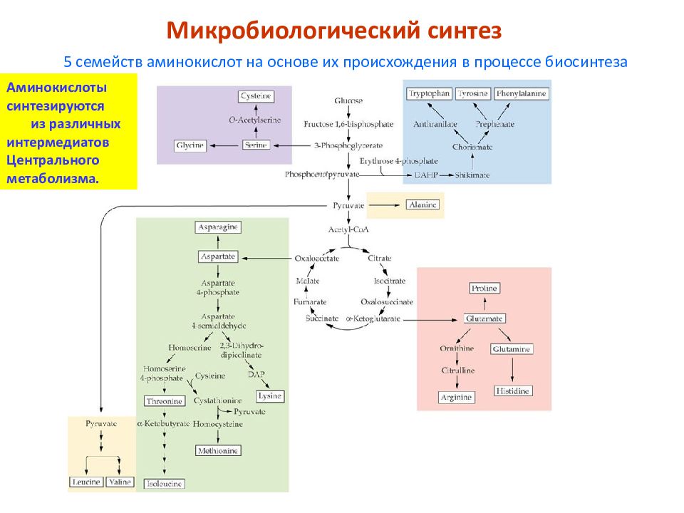 Схема микробиологического синтеза аминокислот