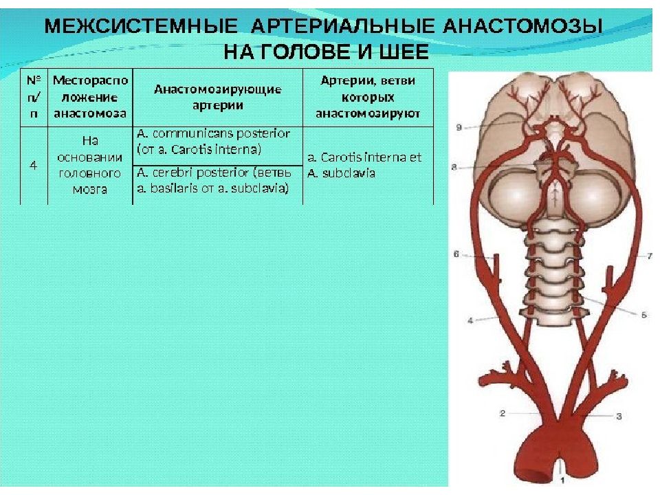 кровеносные сосуды головного мозга анатомия. наружная сонная артерия таблица. анастомозы внутренней и наружной сонной. наружная сонная артерия топография кровоснабжение. ветви внутренней сонной артерии таблица.
