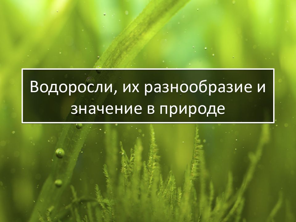 Презентация водоросли их разнообразие и значение в природе 6 класс пономарева