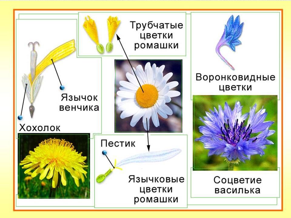 2 цветка семейства. Трубчатый цветок сложноцветных. Строение трубчатых цветков сложноцветных. Сложноцветные трубчатые язычковые. Семейство Сложноцветные строение цветка.