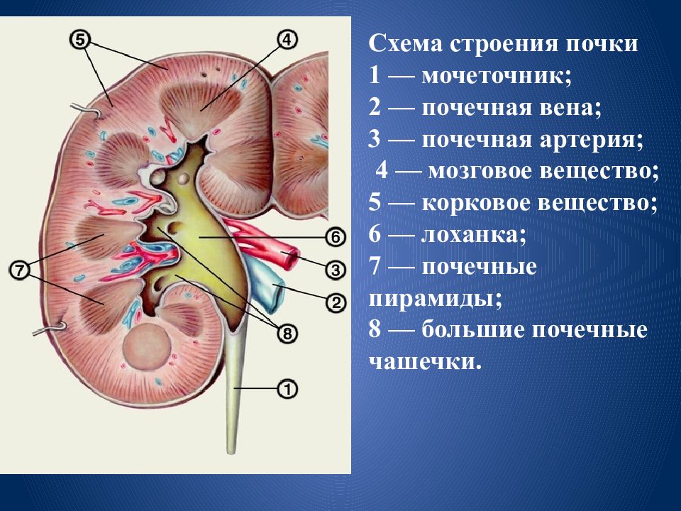 Выберите 3 верно обозначенные подписи к рисунку строение почки человека