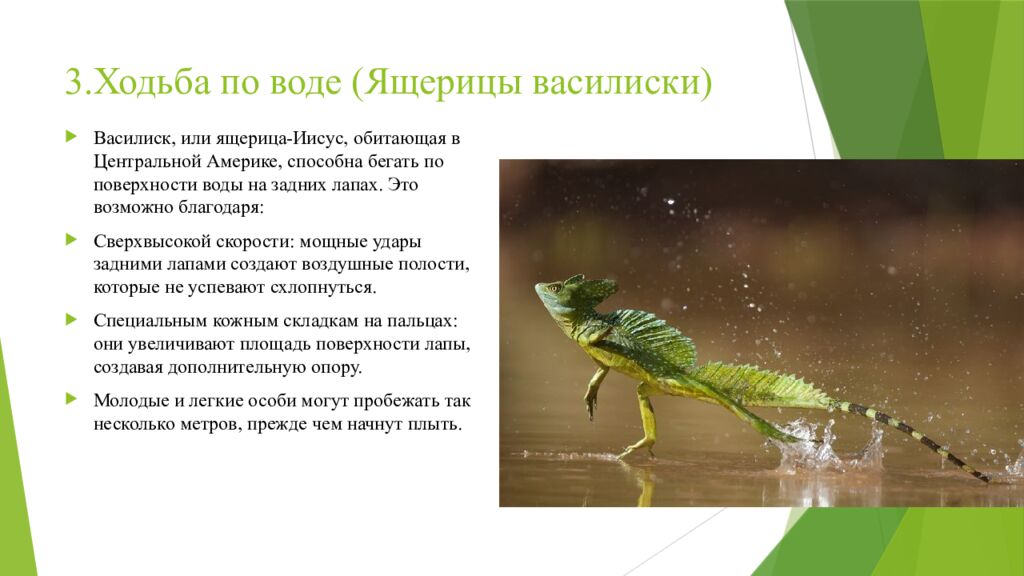 3.Ходьба по воде (Ящерицы василиски)