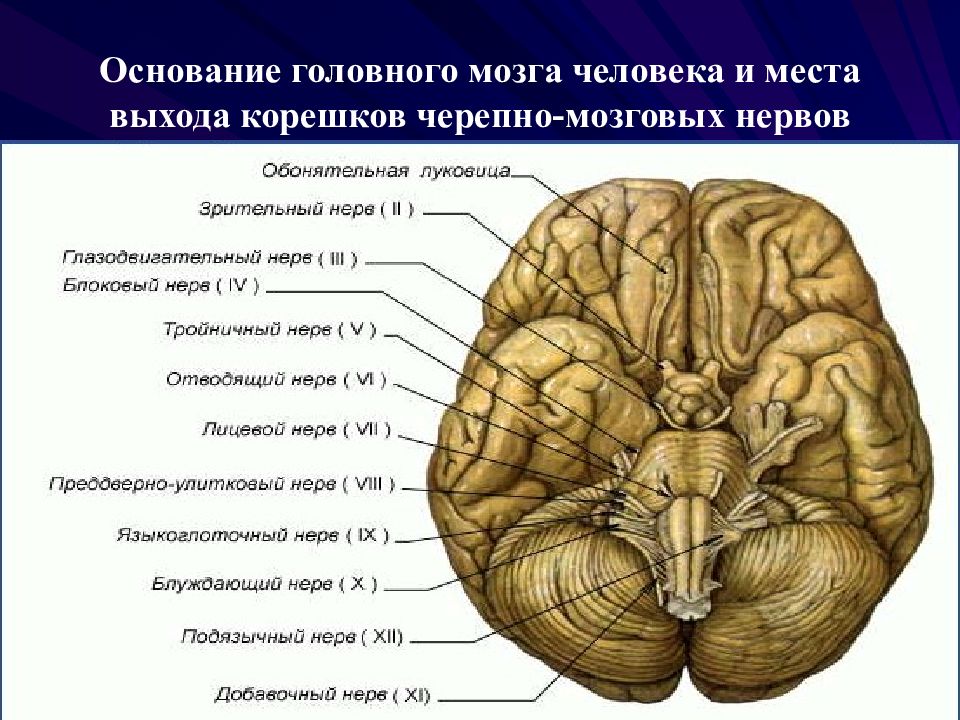 Проведенные на головном мозге. Строение мозга человека снизу. Основание головного мозга и места выхода Корешков черепных нервов. Черепно мозговые нервы на основании мозга. Строение головного мозга вид снизу анатомия.