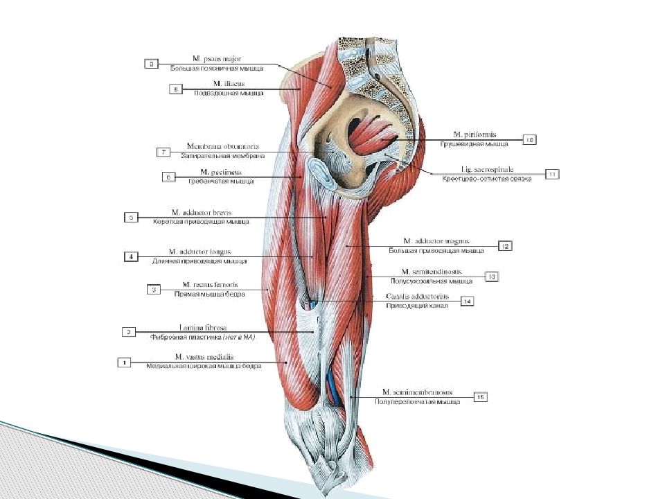 Приводящая мышца бедра латынь