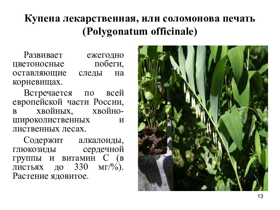 Растение купена лекарственная. Купена аптечная корневище. Купена однодольные. Купена лекарственная свойства. Купена многоцветковая корень.
